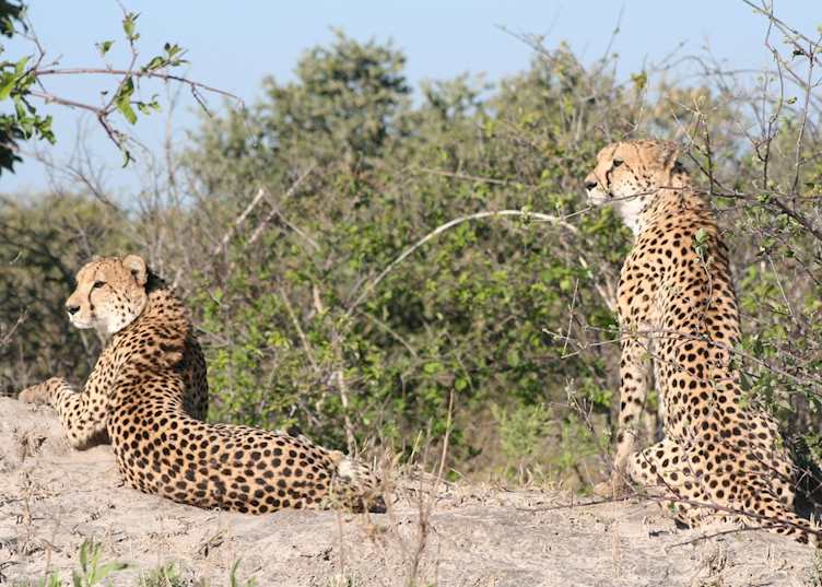 Cheetah pair on the Kwando Concession