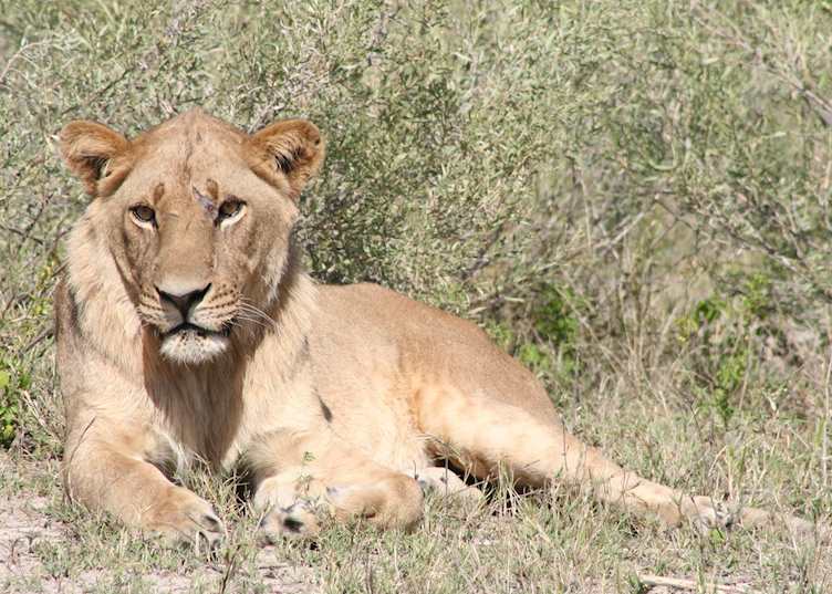 Young male lion, Kwara Concession
