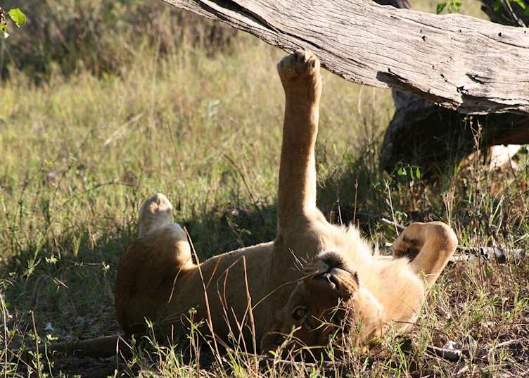 Lion enjoying a good stretch, Kwara Concession