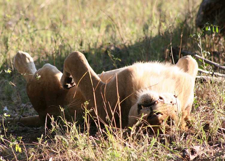 Lion enjoying an afternoon siesta, Kwara Concession