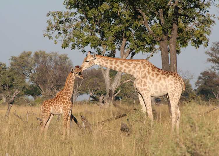 Mother Giraffe with baby