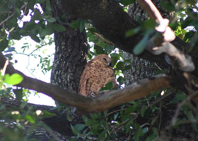 Pels Fishing Owl