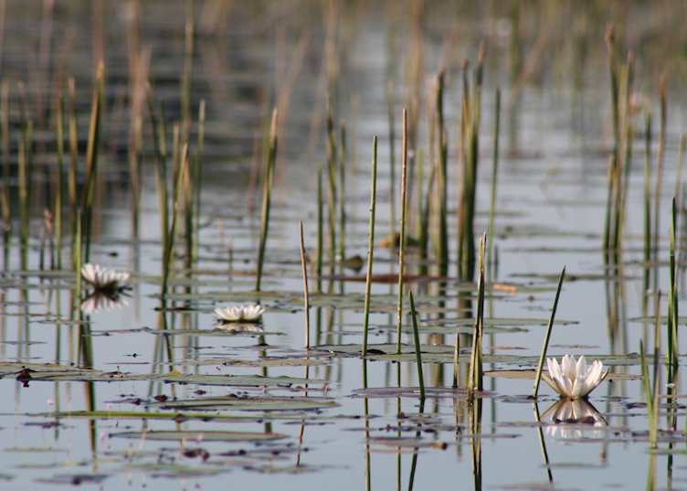 Delta scenes
