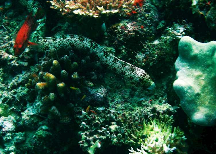 Clouded Moray Eel, Malaysian Borneo