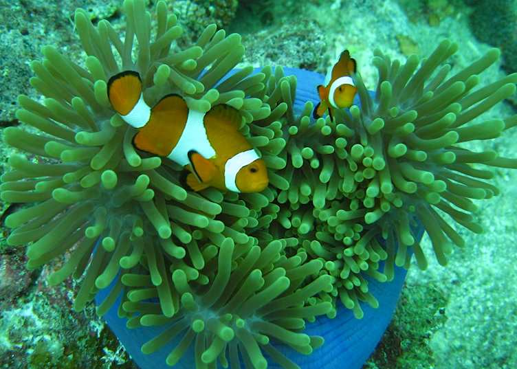 Clownfish, Malaysian Borneo