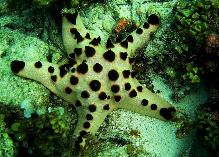 Horned Sea Star, Malaysian Borneo