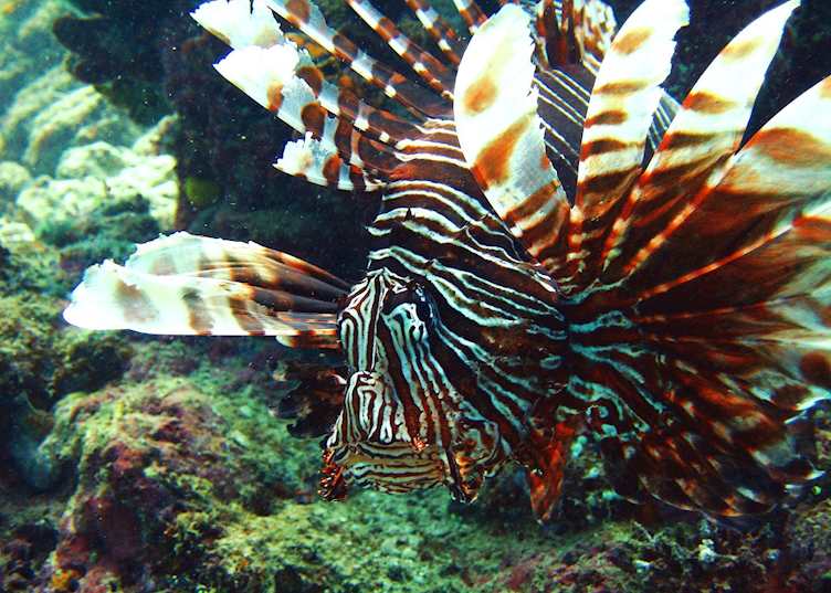 Lion Fish, Malaysian Borneo