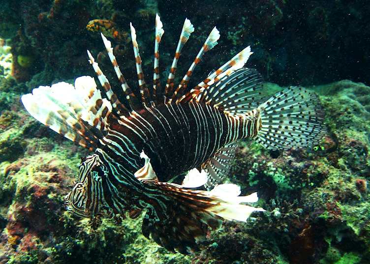 Lion Fish, Malaysian Borneo