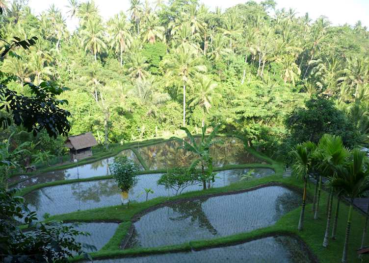 View from the suites at Komaneka  Bisma, Ubud