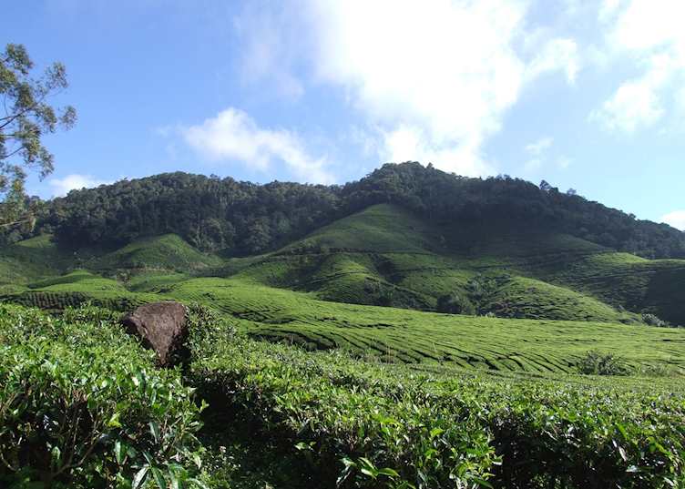 Cameron Highlands, Malaysia