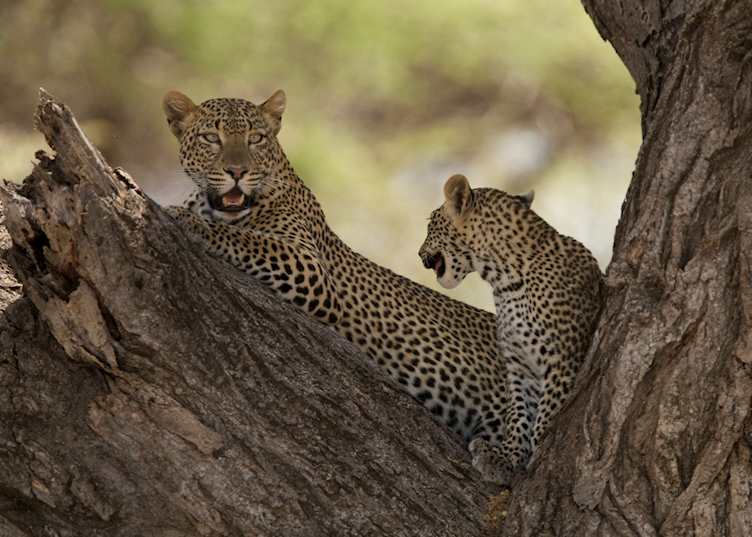Leopard in the Shaba Reserve