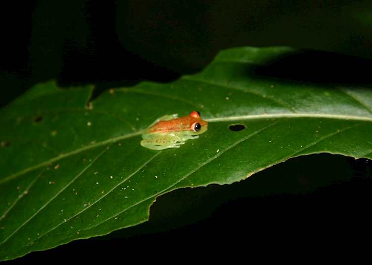 Glass frog in the Amazon basin, Ecuador