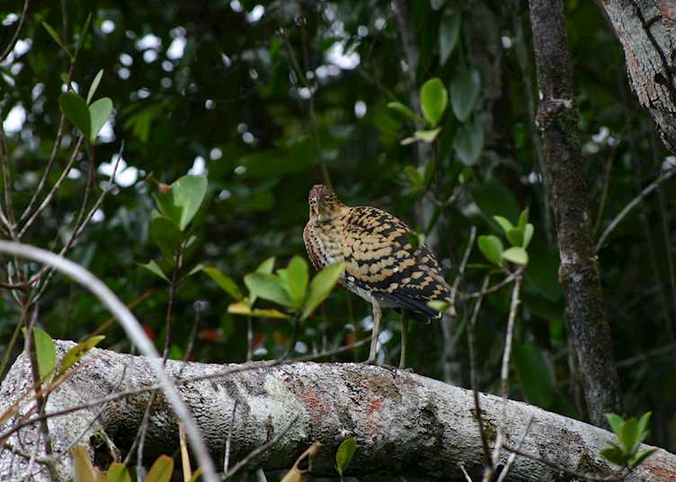 Rufescent tiger heron in the Amazon basin, Ecuador