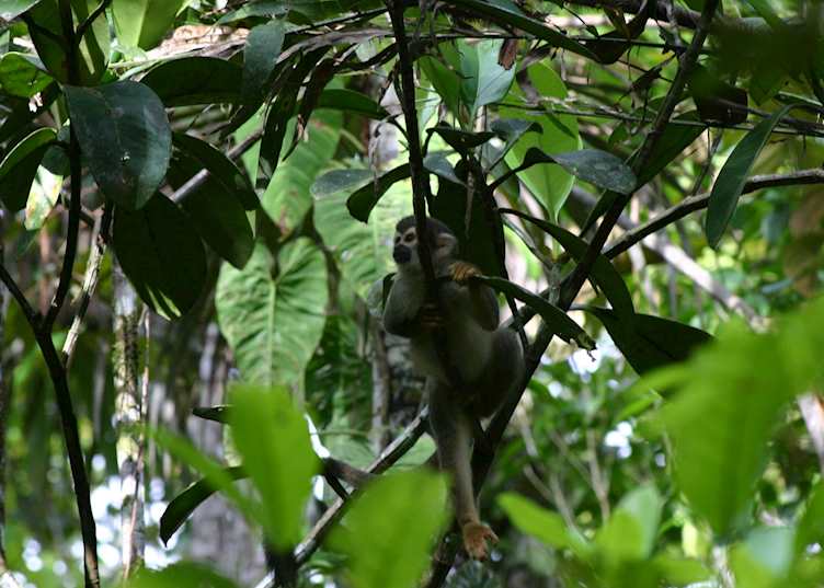 Squirrel Monkey, Ecuadorian Amazon