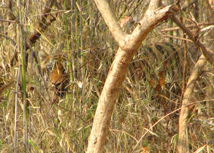 The elusive Bengal tiger