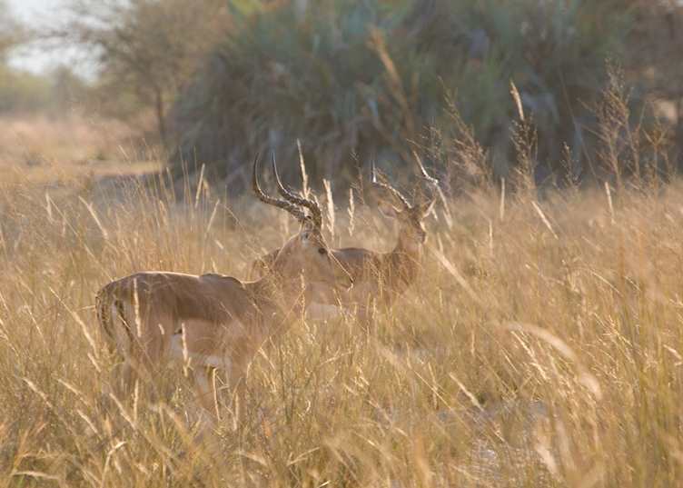 Impala, Popa Falls