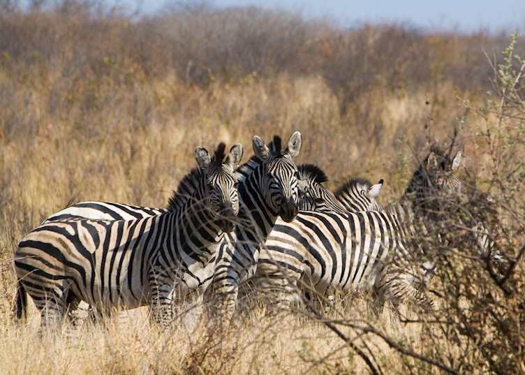 Zebra, Popa Falls