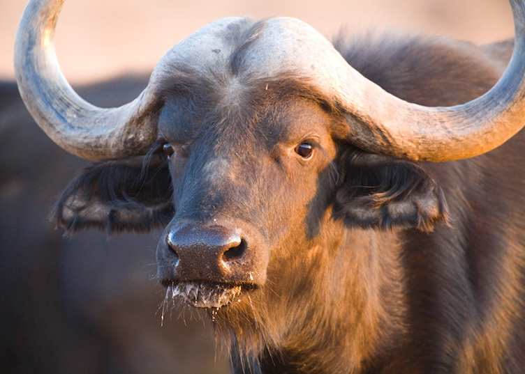 Buffalo, Central Highlands