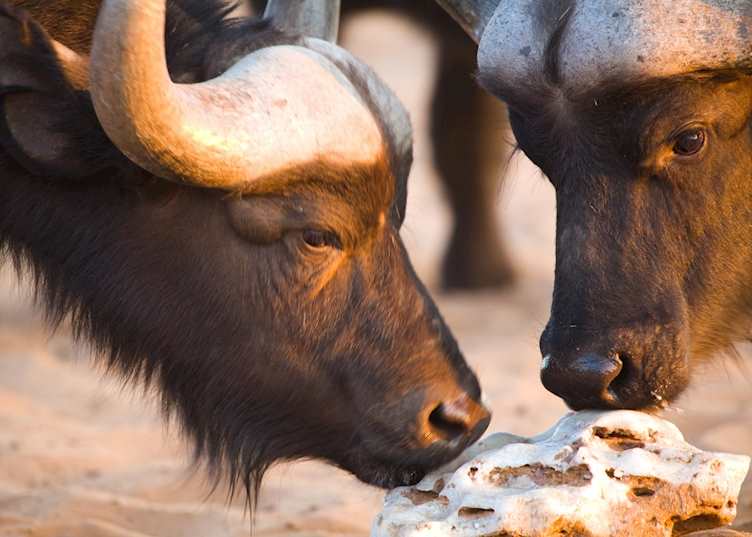 Buffalo, Central Highlands