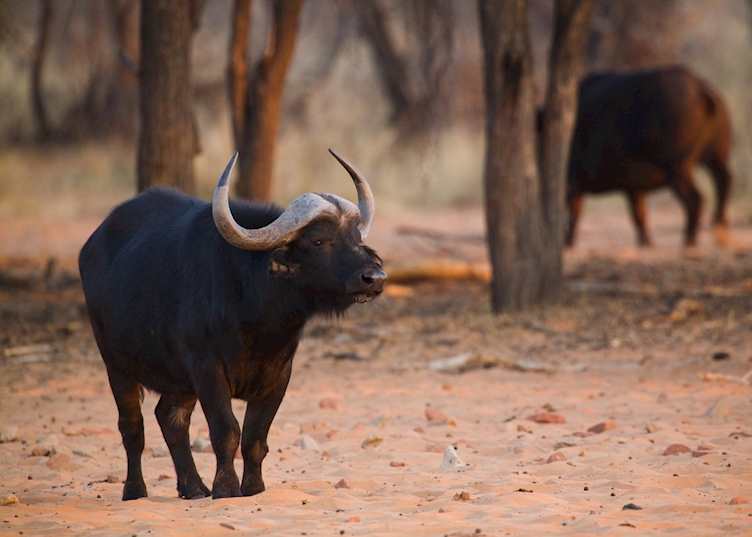Buffalo, Central Highlands