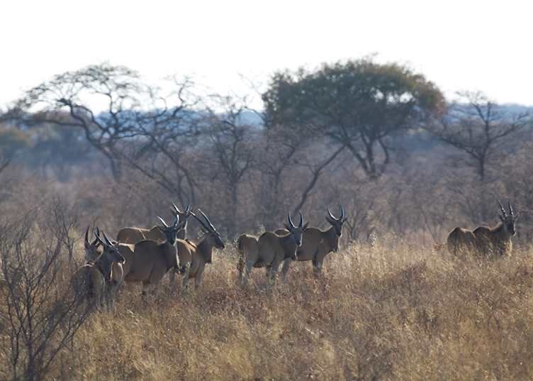 Eland, Central Highlands