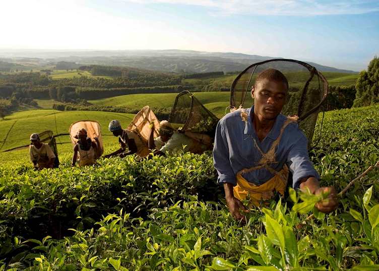 Satemwa tea pickers