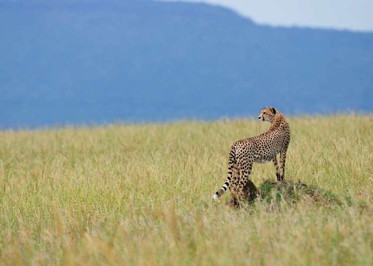 Cheetah in the Serengeti