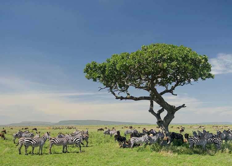 Serengeti National Park, Tanzania