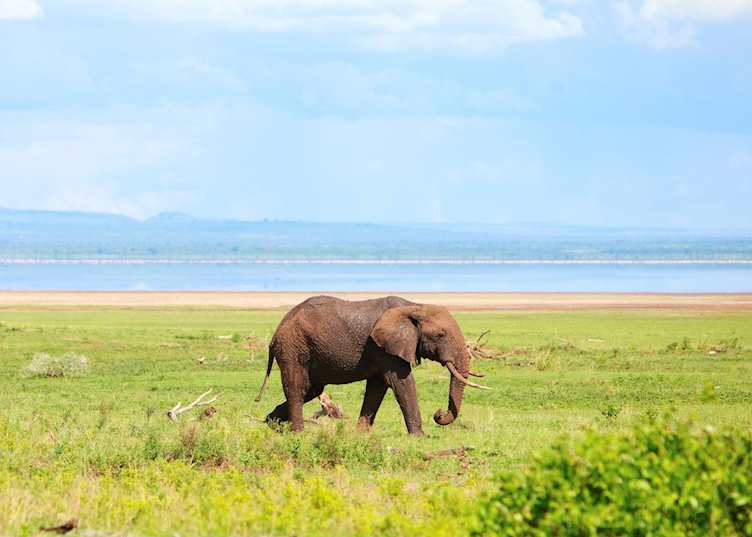 Elephant beside Lake Manyara