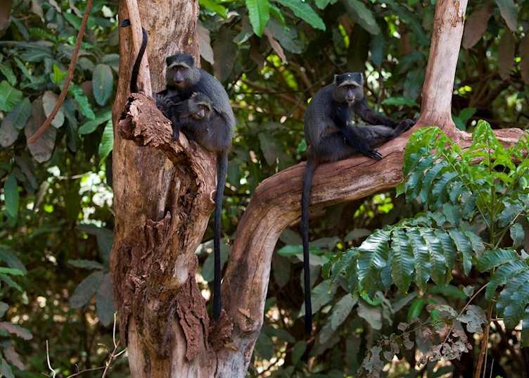 Blue monkey, Lake Manyara National Park