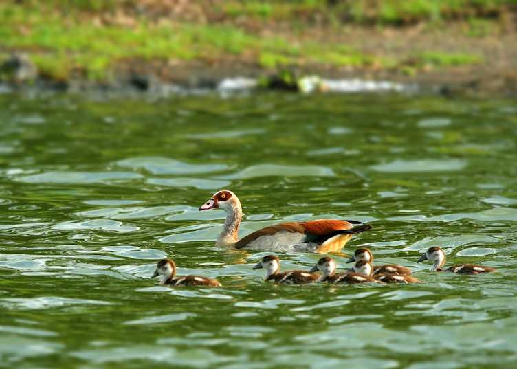 Egyptian goose on Lake Naivasha