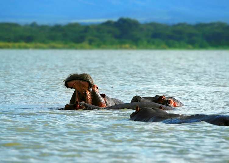 Hippo on Lake Oloidien