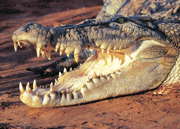 Crocodile