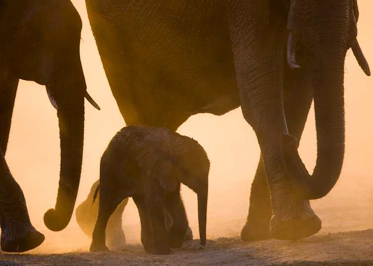 Elephant in Hwange