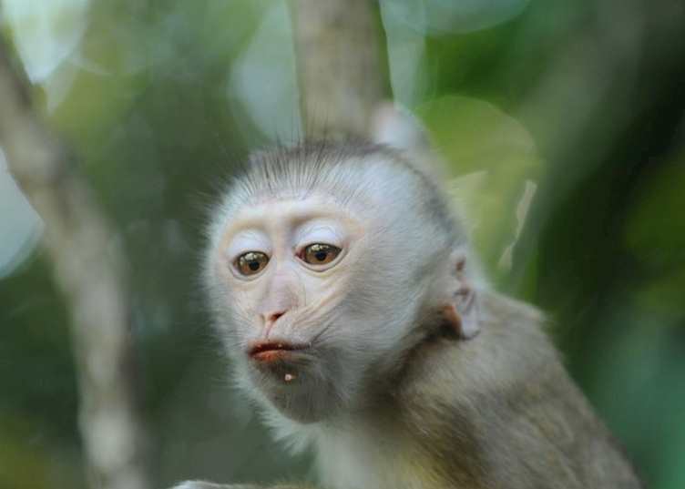 Gibbon at Khao Yai
