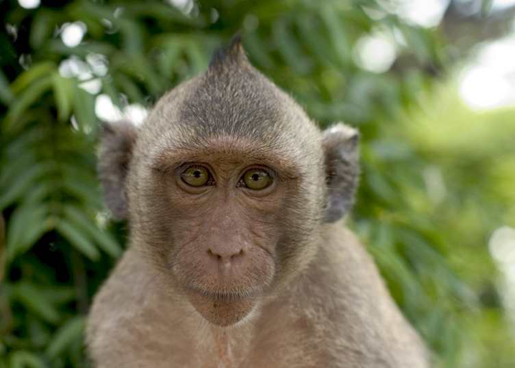 Macaque, Khao Yai National Park