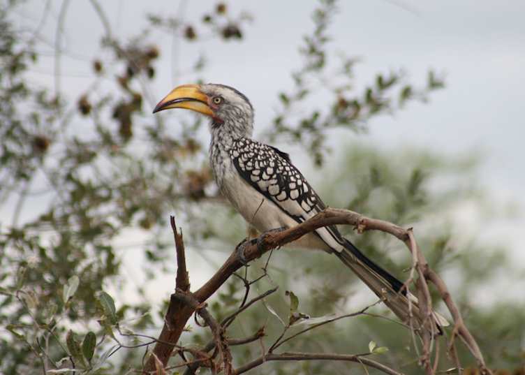 Hwange National Park, Zimbabwe