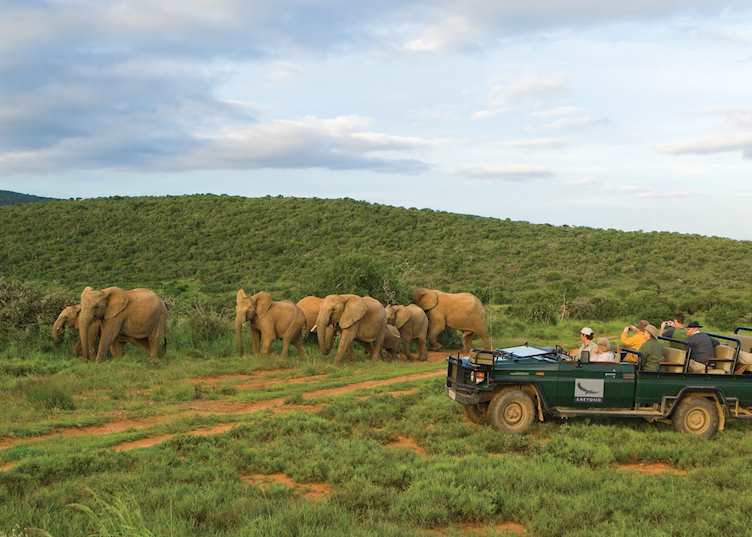 Game drive in Kwandwe