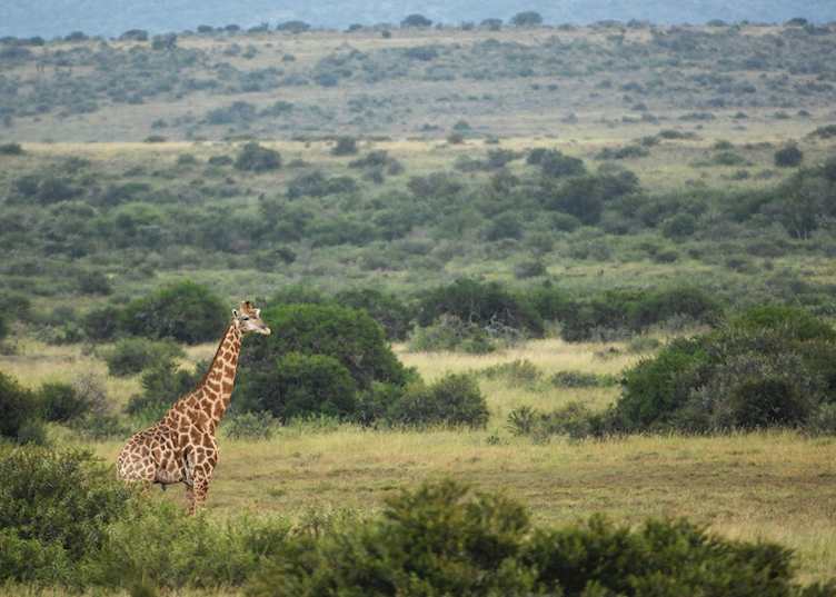 Giraffe in Kwandwe Private Game Reserve