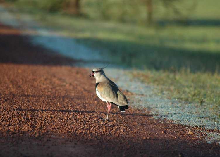 Southern lapwing at Rincon del Socorro