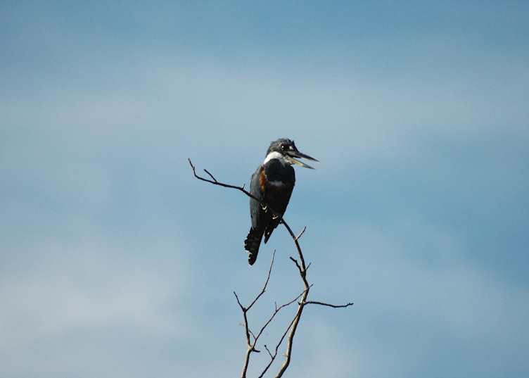 Amazon kingfisher, Pantanal