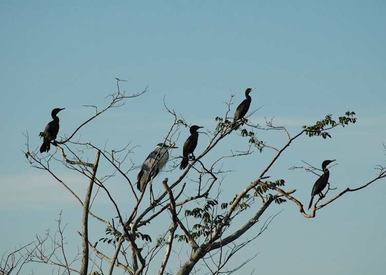 Birdlife in the Pantanal