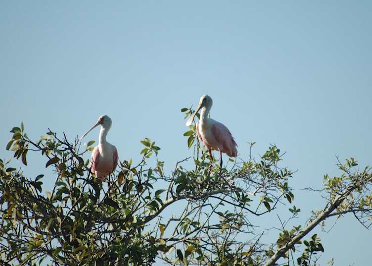 Roseate spoonbills, Pantanal
