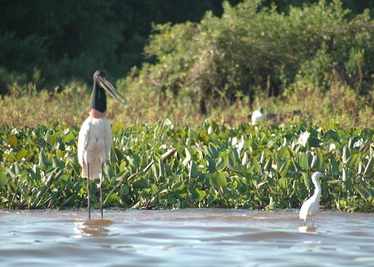 Jabiru stork and a snowy egret, Pantanal