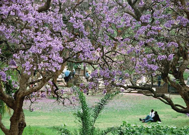 Jacarandas flowering in a park in Harare