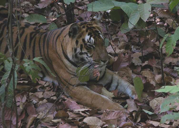 Resting Bengal tiger