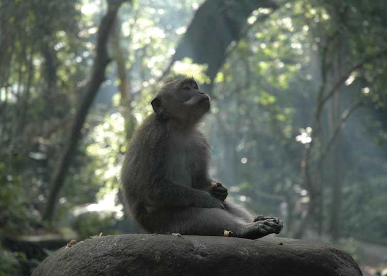 Monkey Forest, Ubud, Indonesia