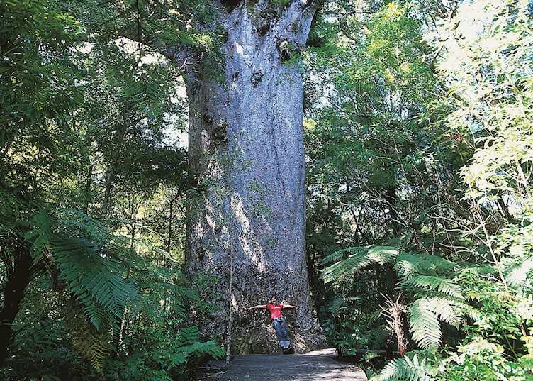 Kauri Tree, Waipoua Forest, Northland