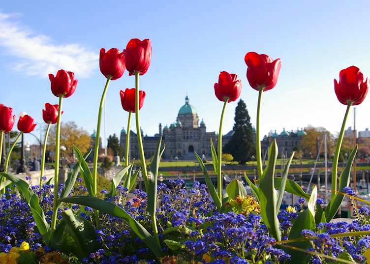 Tulips in Victoria