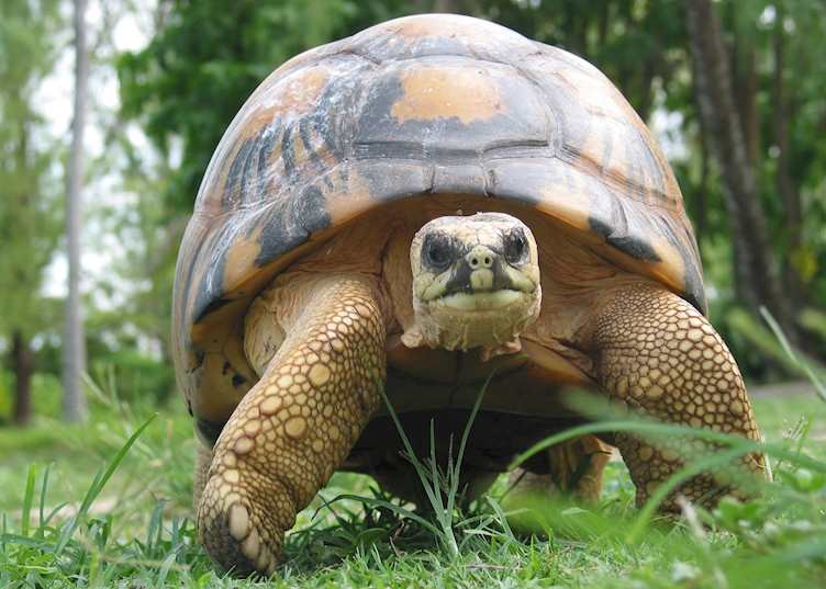 Giant tortoise at Bird Island